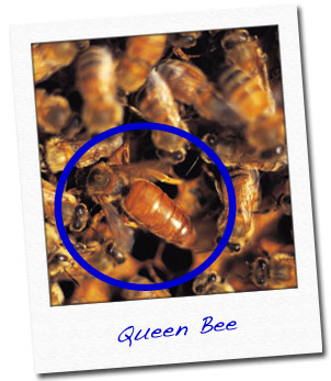 اشاره قرآن به جنسیت ملکه زنبور عسل هزار و صد سال قبل از کشف این حقیفت