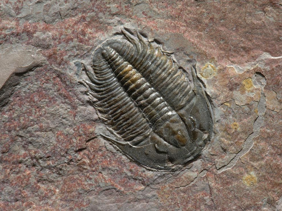 http://miraclesofthequran.persiangig.com/zmin/trilobite-fossil_1262_990x742.jpg